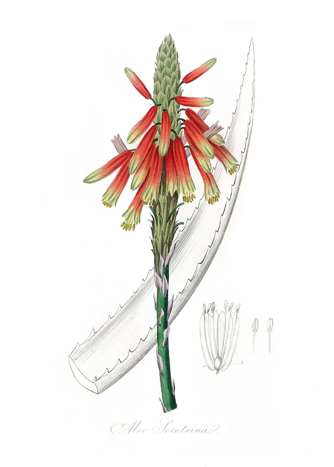 Aloe socotrina