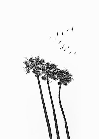 Palm Tree scenery