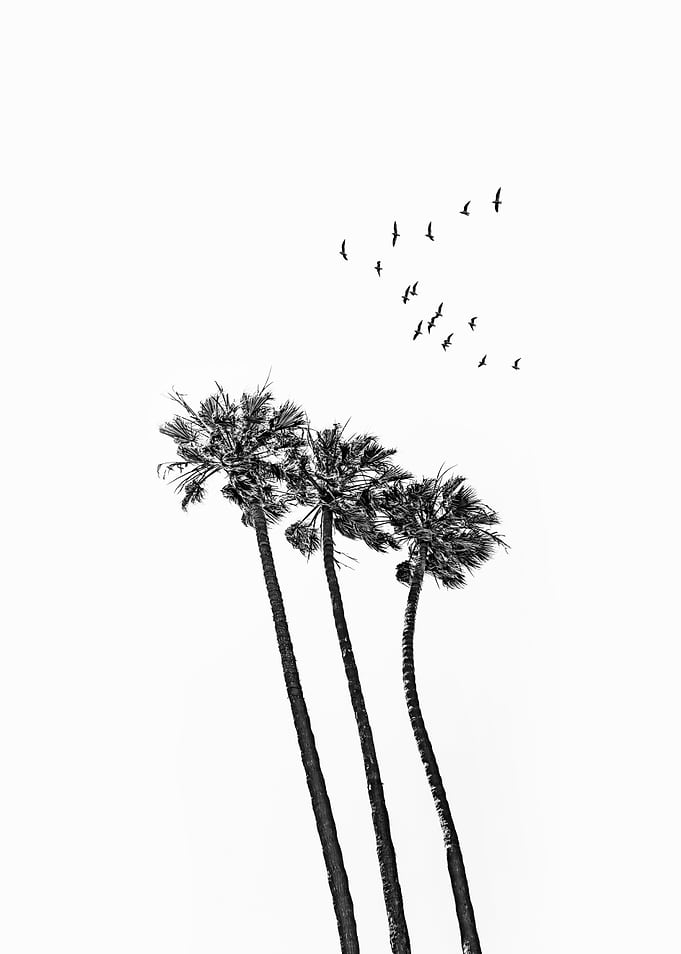 Palm Tree scenery