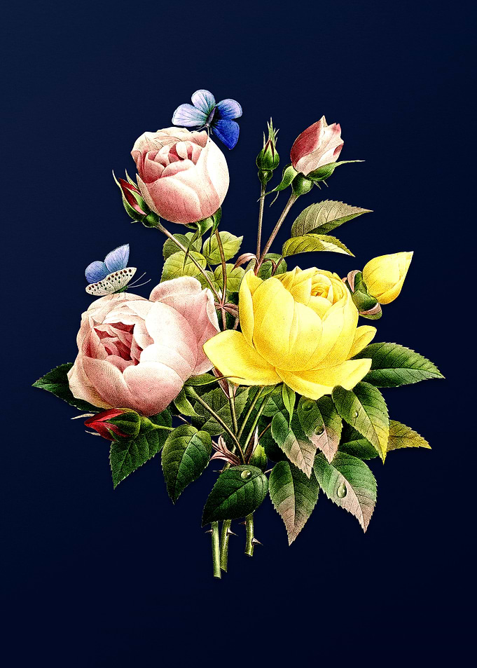 Variety of Roses on Blue