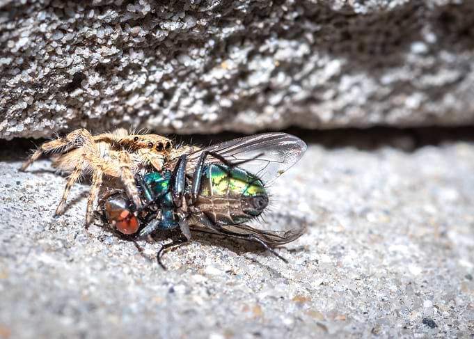 Spider eating a fly