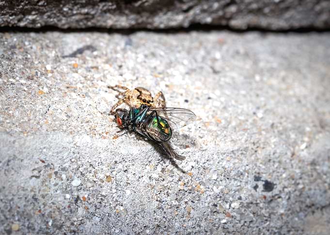 Spiders eating a fly