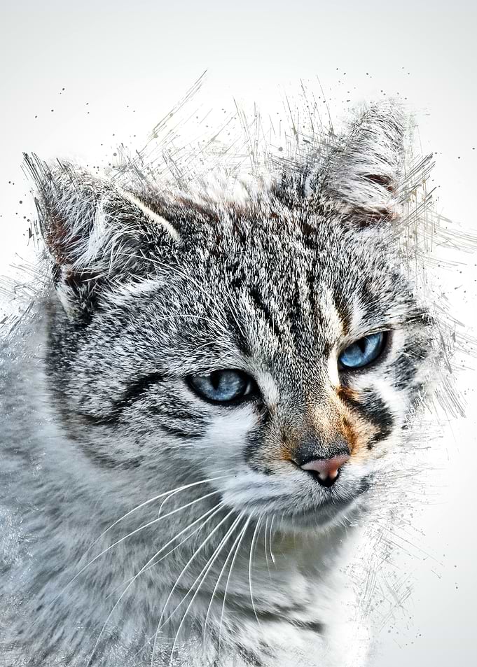 Cat Cute Illustration