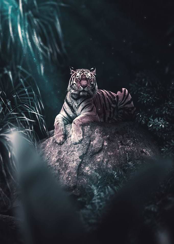 In the Jungle