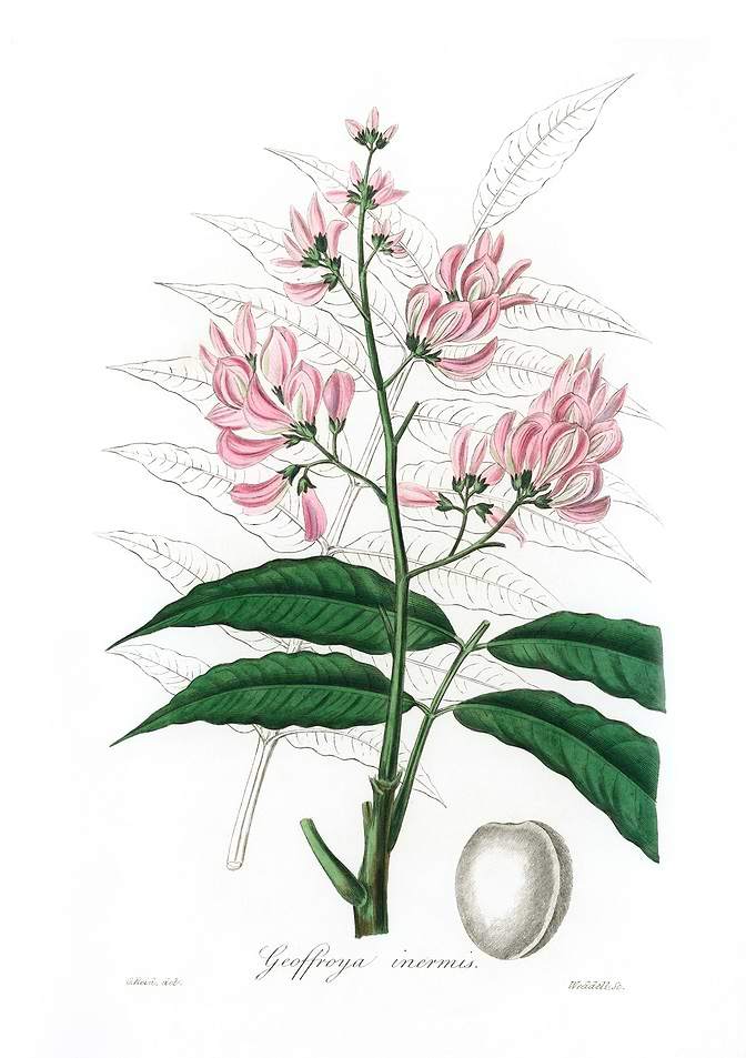 Geoffroya inermis