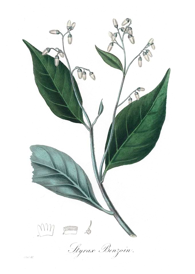 Gum benjamin tree Styrax