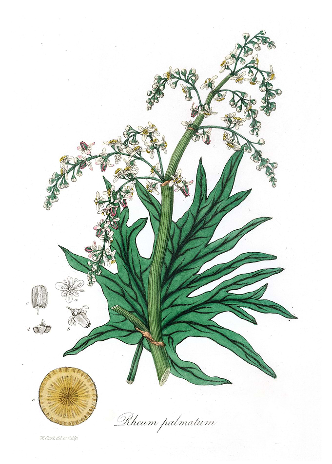 Chinese rhubarb