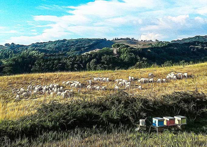 Sheeps in the countryside