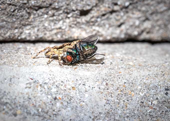 Spider eating a fly