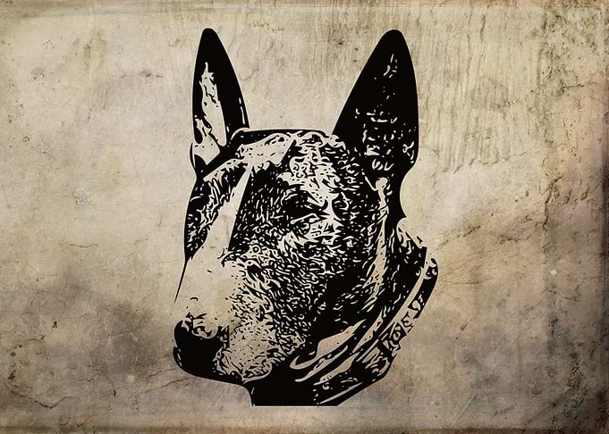 English Bull Terrier