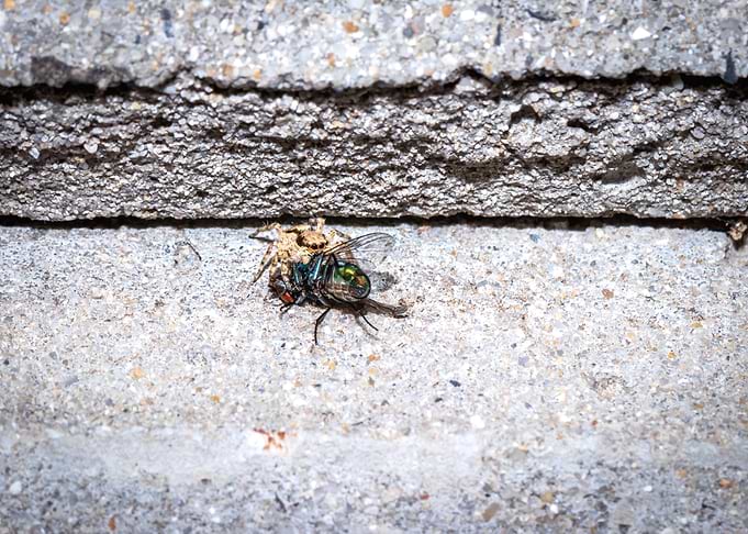 Spider eating a fly
