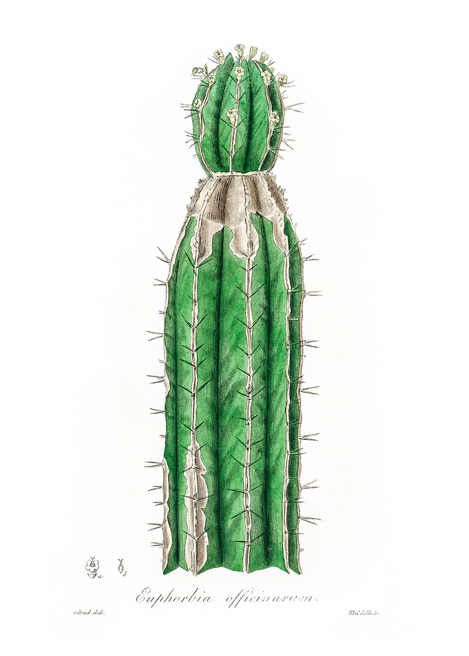 Euphorbia officinarum