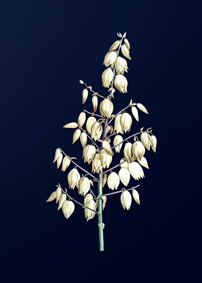 Adams Needle on Blue