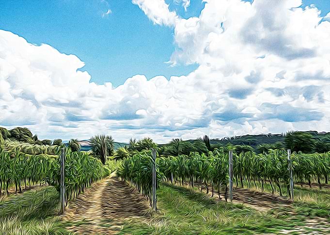 Vineyards in Italy