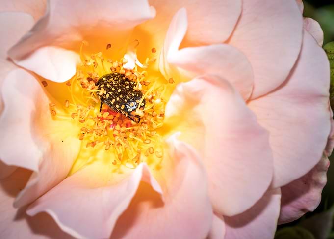 Beetle in a rose
