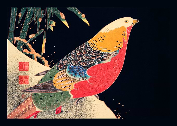 Golden Pheasant