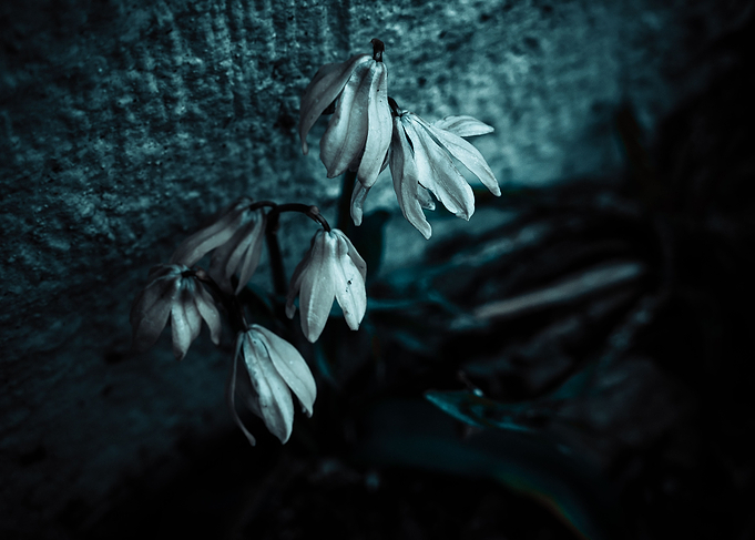 Shadow Flowers