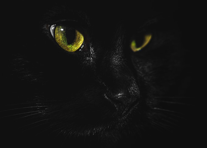 Black Cat