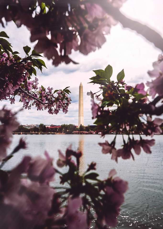 Cherry Blossom