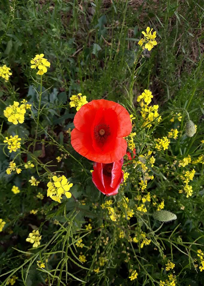 May flowers