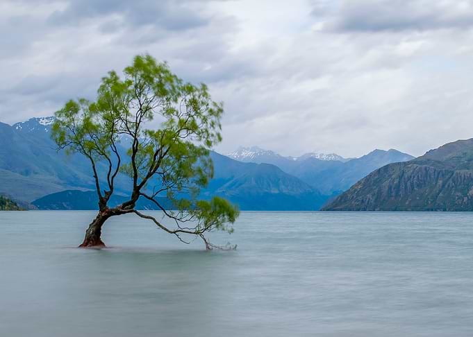 Tree in the Lake Mountains