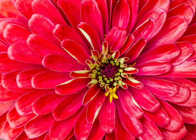 Red flower