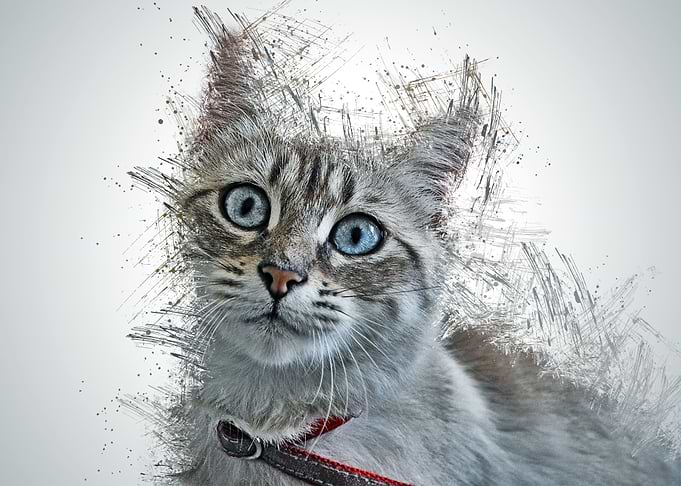 Cat Cute Animal