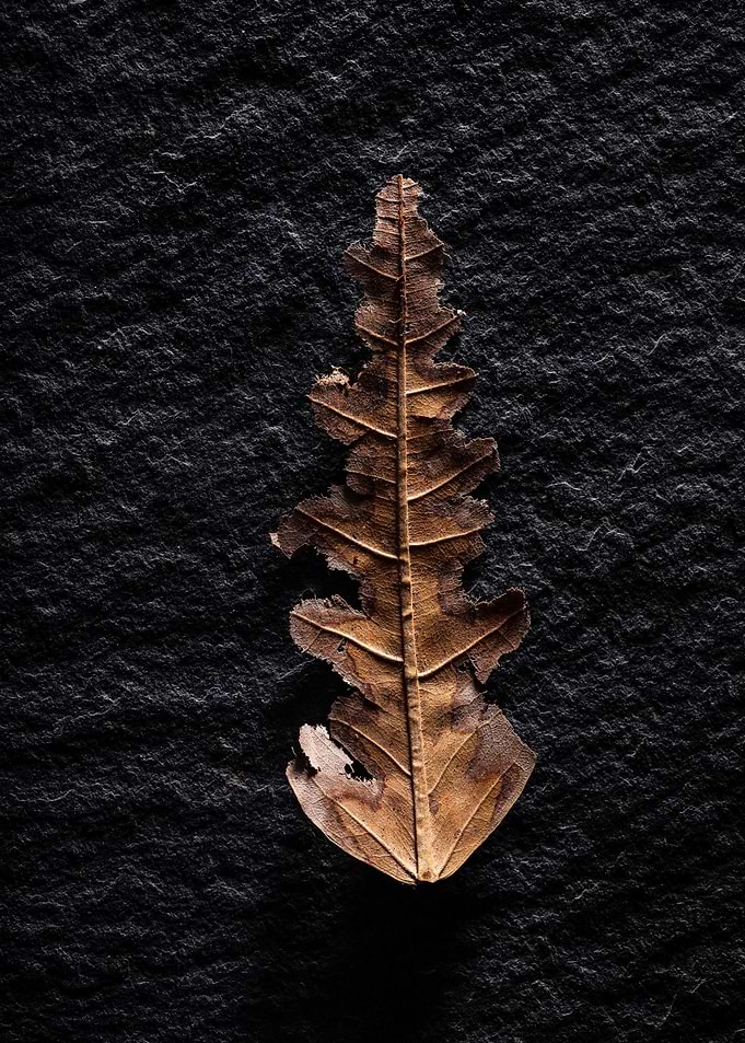 Nature in the Studio