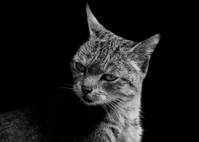 Wild cat black and white