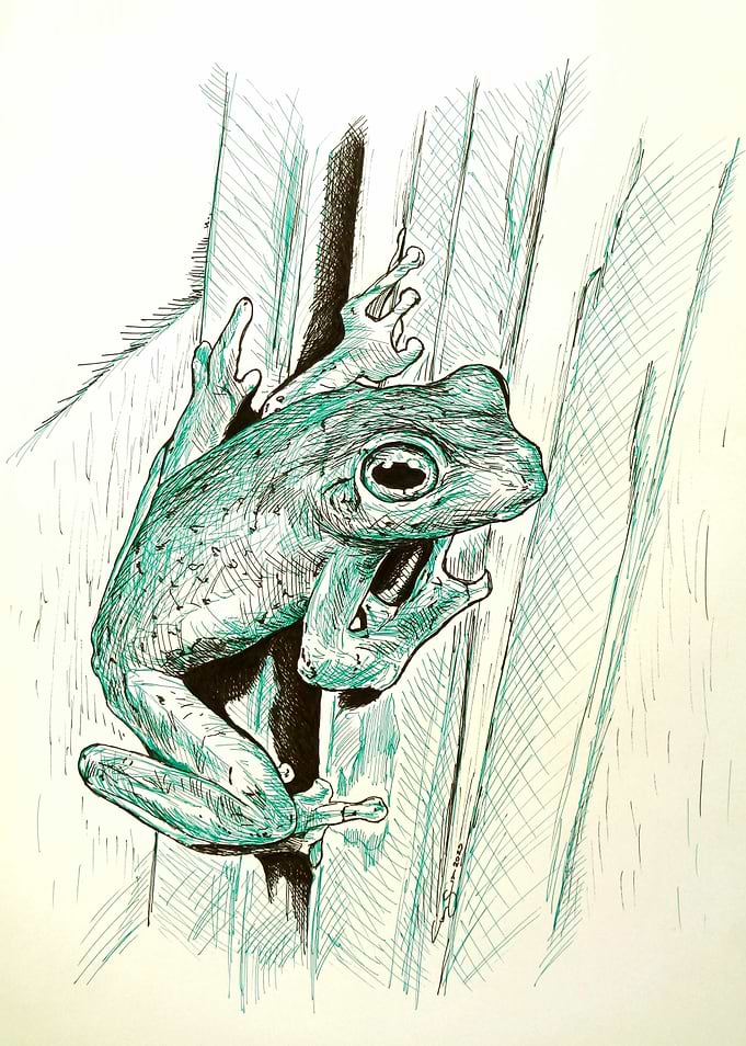Frog