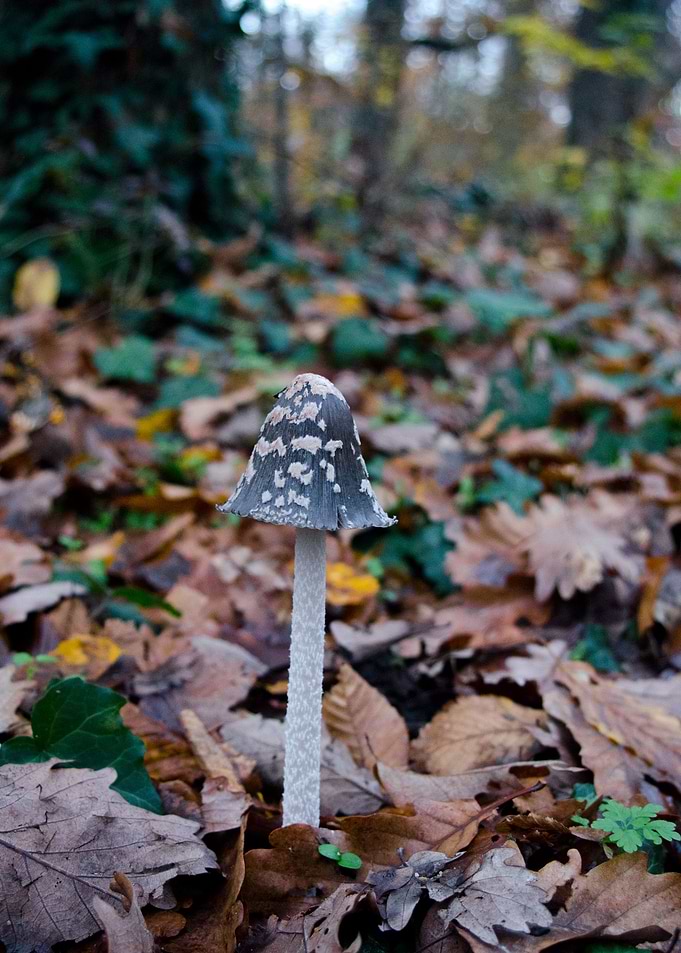 Mushroom 2