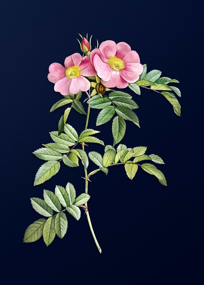 Rosa Lucida on Blue