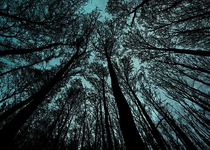 trees in the sky