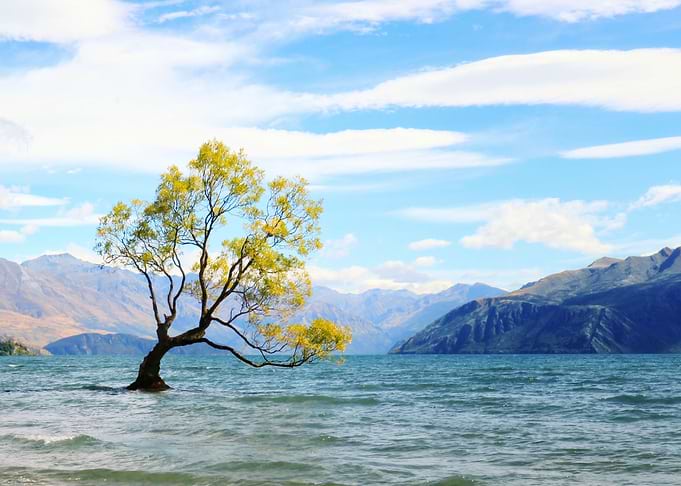 Tree Wanaka New Zealand