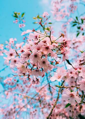 Cherry Blossoms Up Close