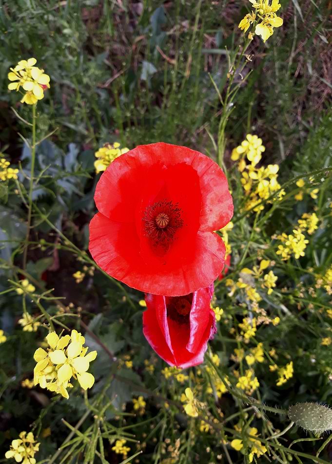 Poppy and rapeseed