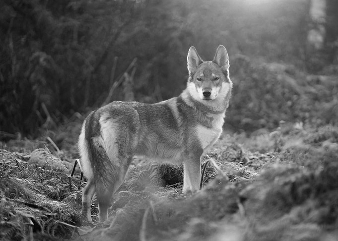 Wolf