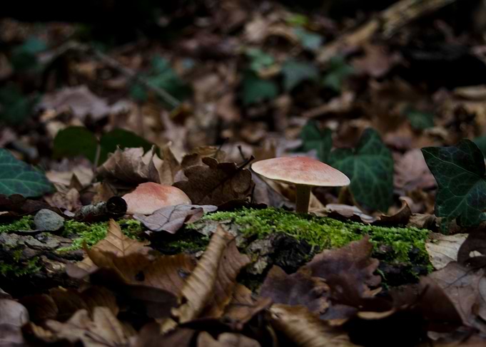 Mushrooms 5