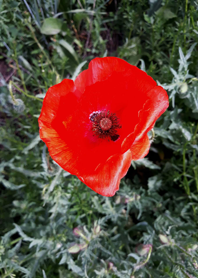 Red poppy