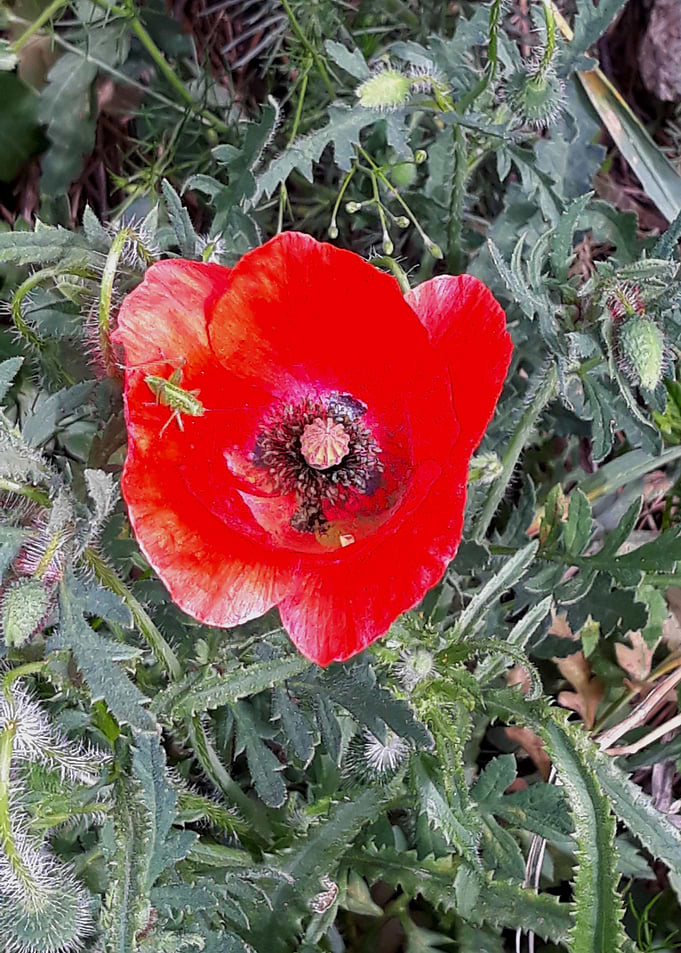 May bloom