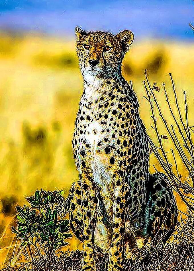 Animal 65
