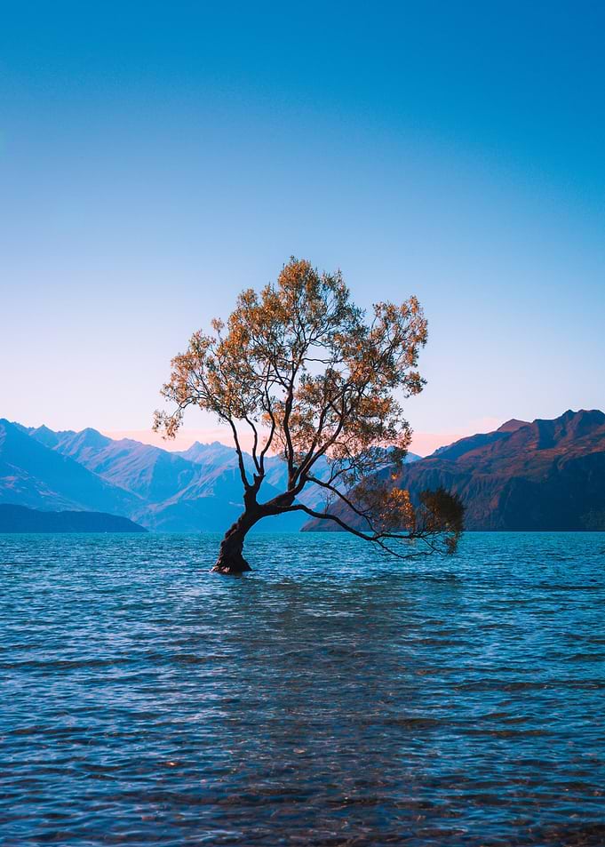 Wanaka Tree on Lake Nature