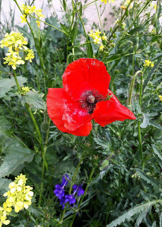 Field flowers