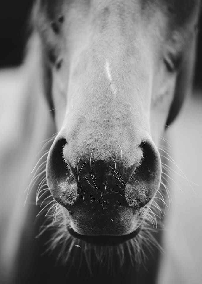 Horse Nose