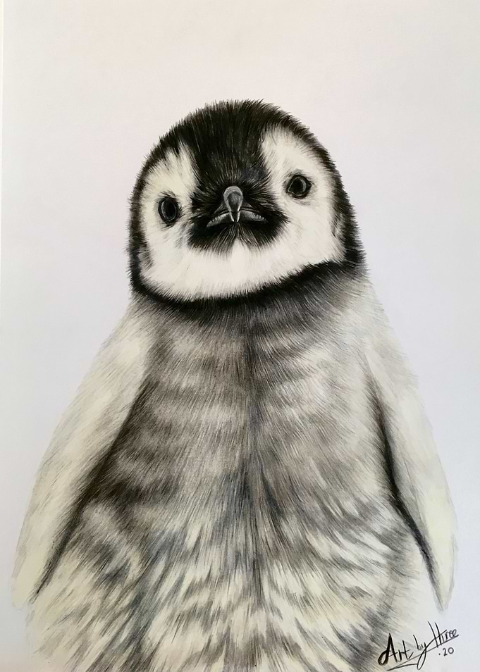 Penguin Chick