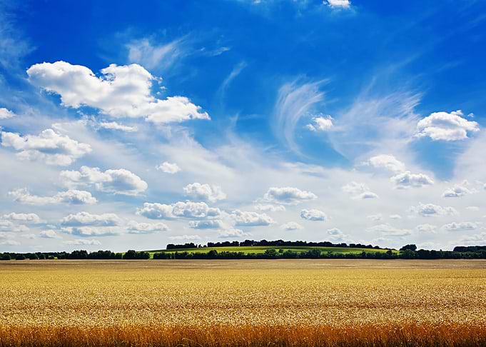 Summer field