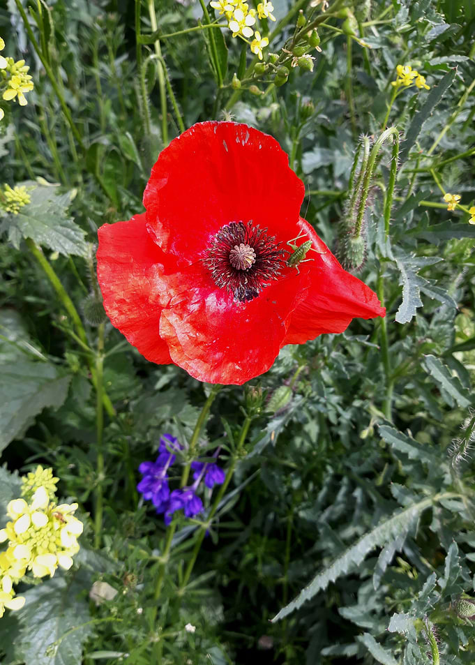 Field scene with poppy