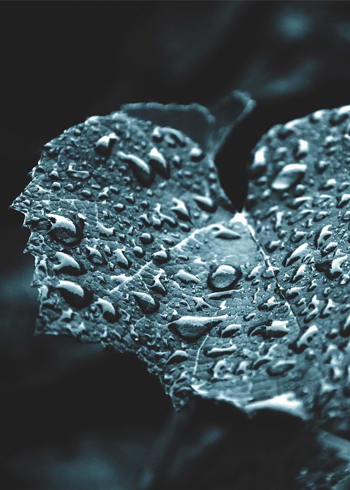 Raindrops on a leaf