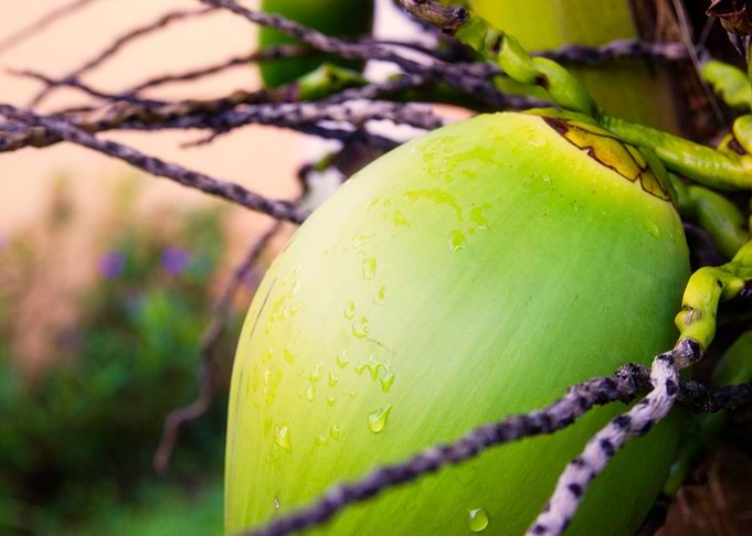 Coconut Palm in Caribbean