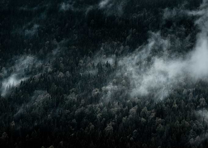 Dark Foggy Forests